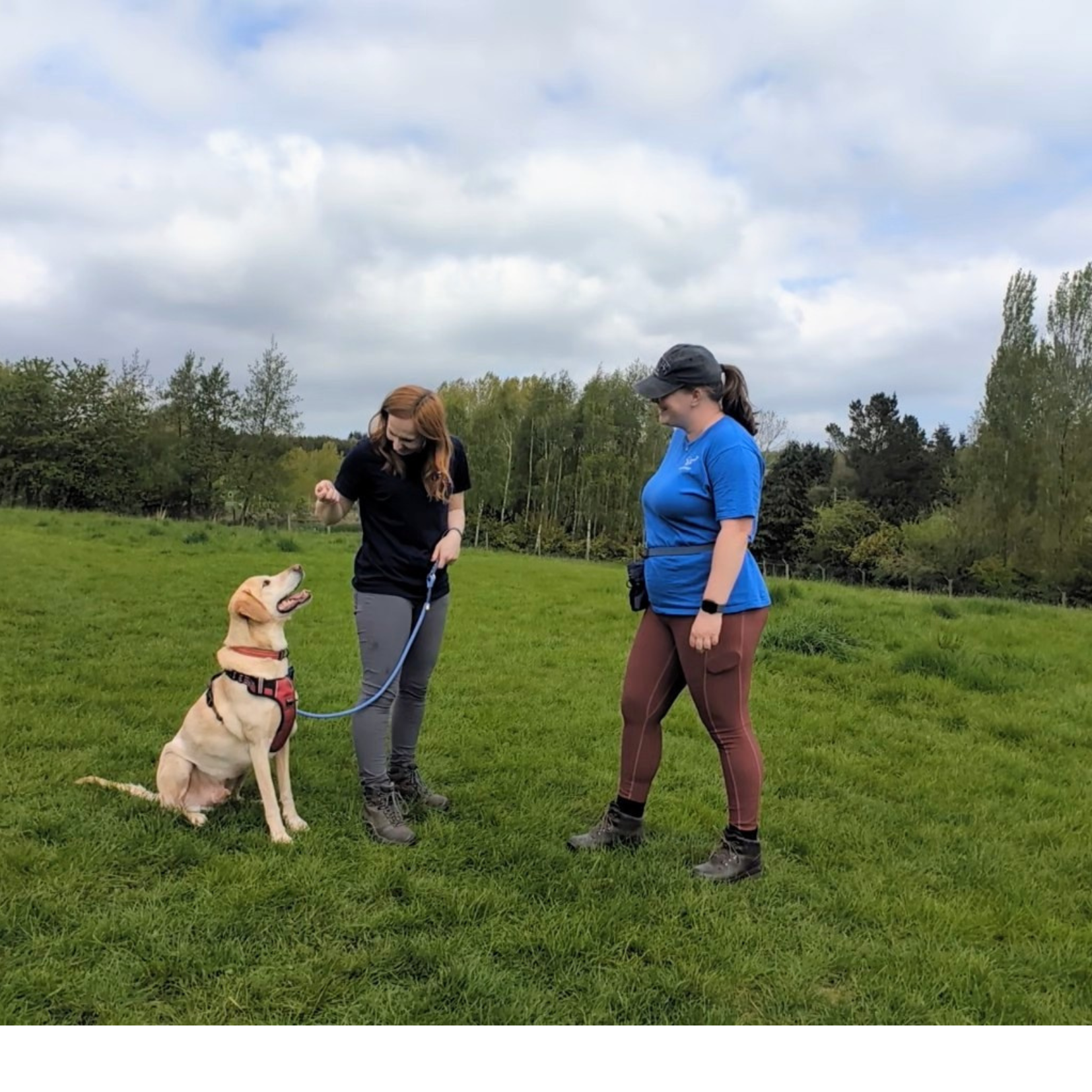 one to one dog training in Horsforth, Leeds