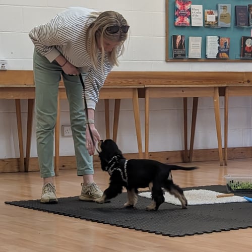 A puppy learning 'touch' in ou
