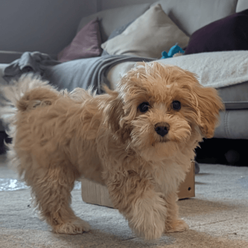 a blonde long haired puppy in a living room