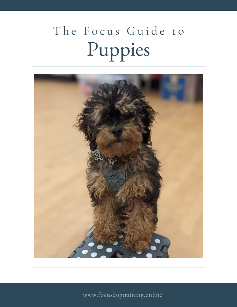 Puppies - Focus Guide-1
