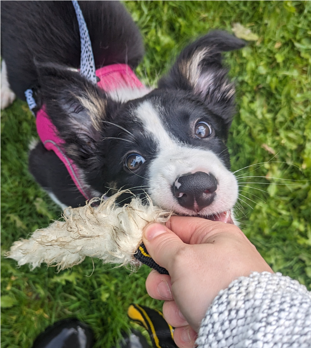 A black and white border collie puppy playing with a tug toy 