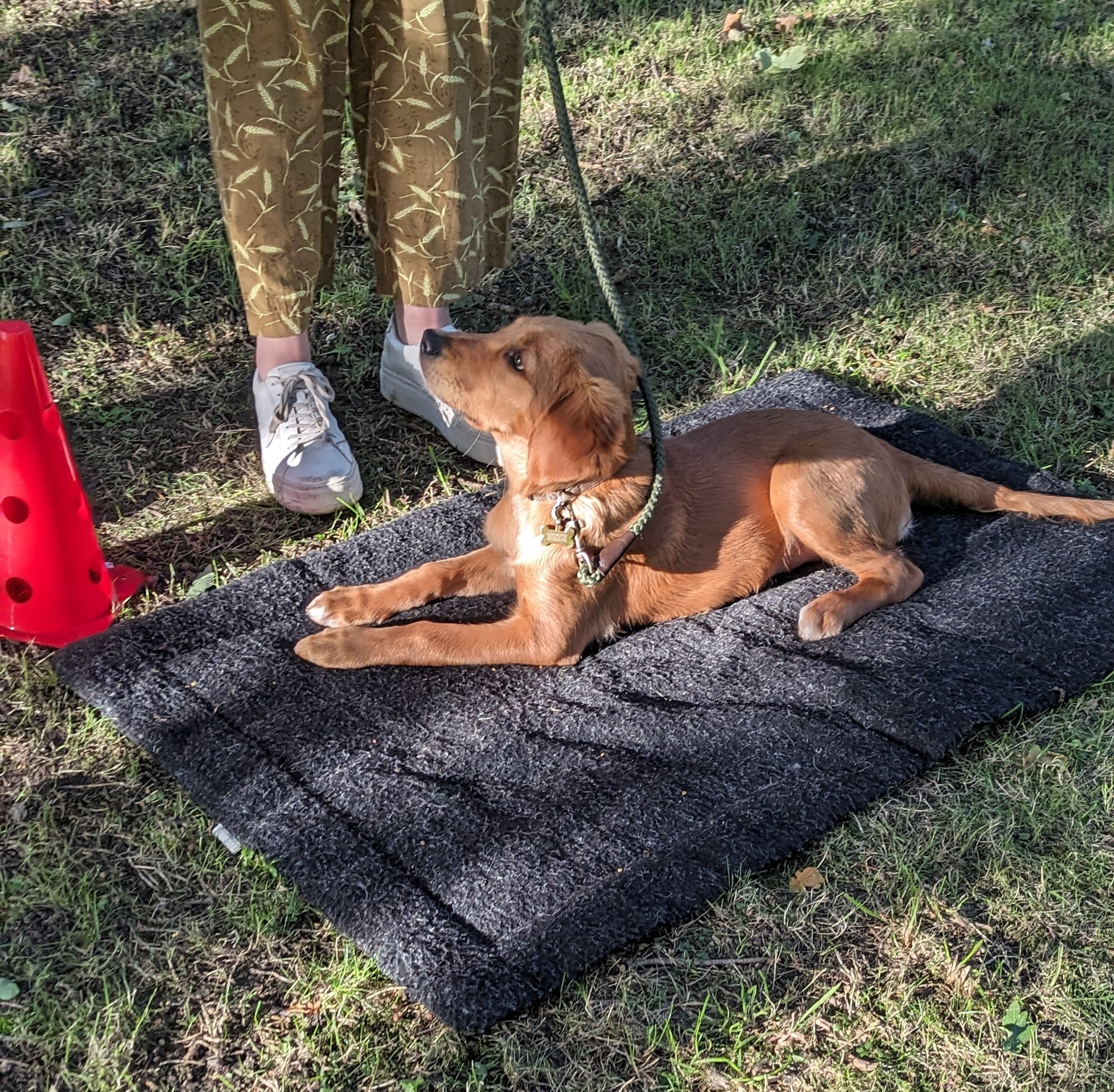 Puppy Class