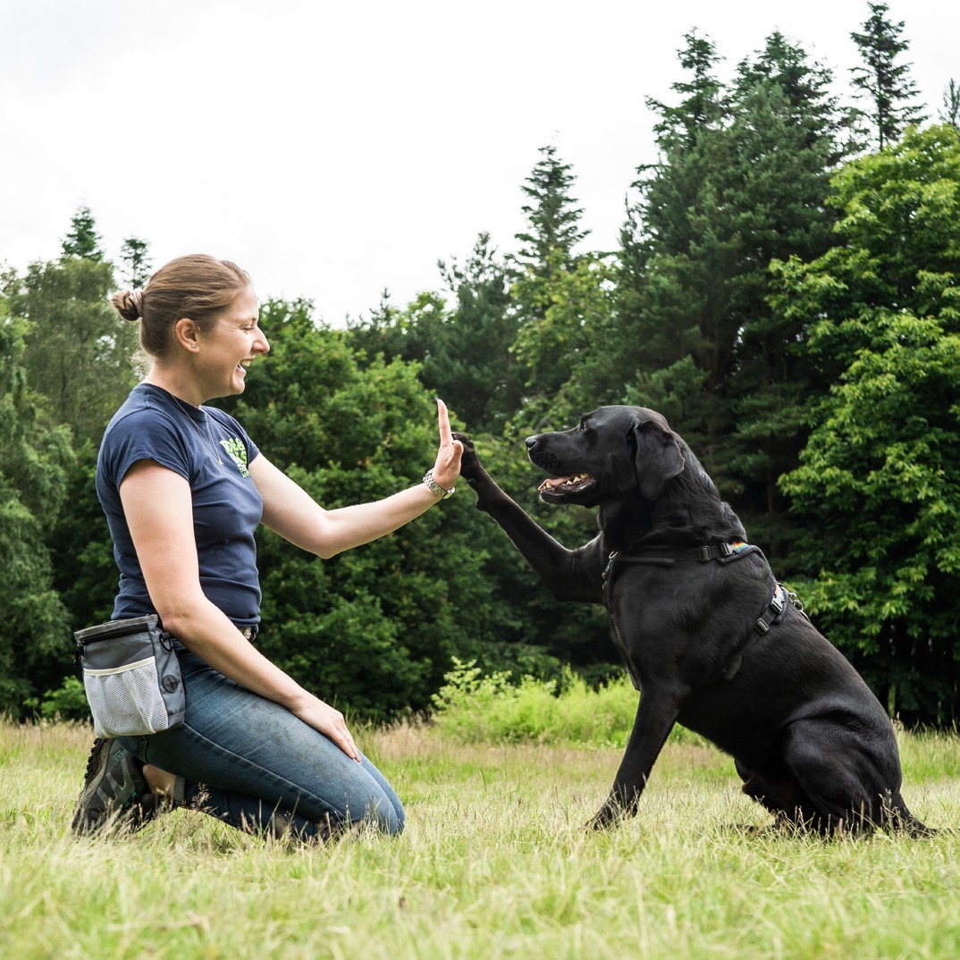 A woman kneels of the floor facing a black labrador. His paw is lifted to her hand as a high five