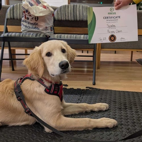 A golden retriever puppy lays on a mat next to a certificate that reads 'puppy class'