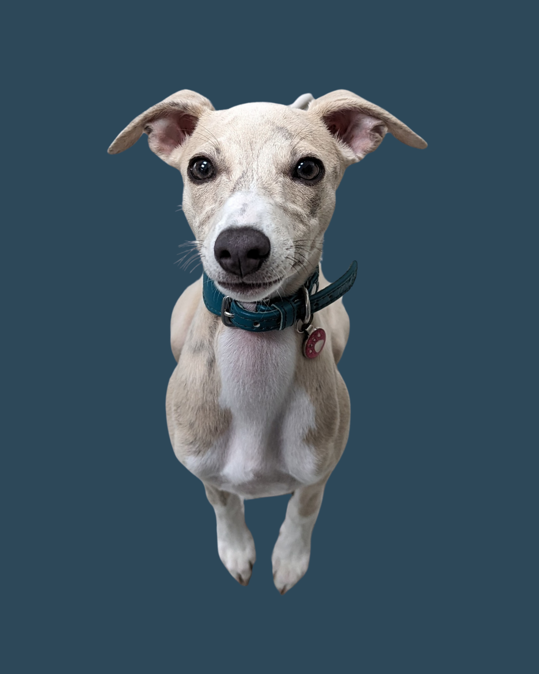 dog (1)