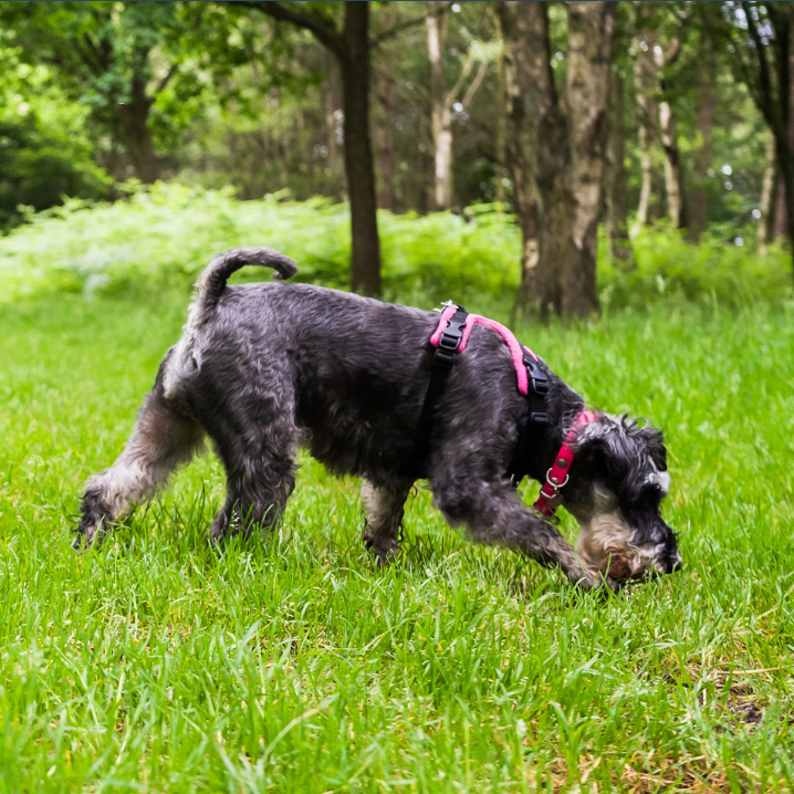 a grey miniature schnauzer sniffing in grass