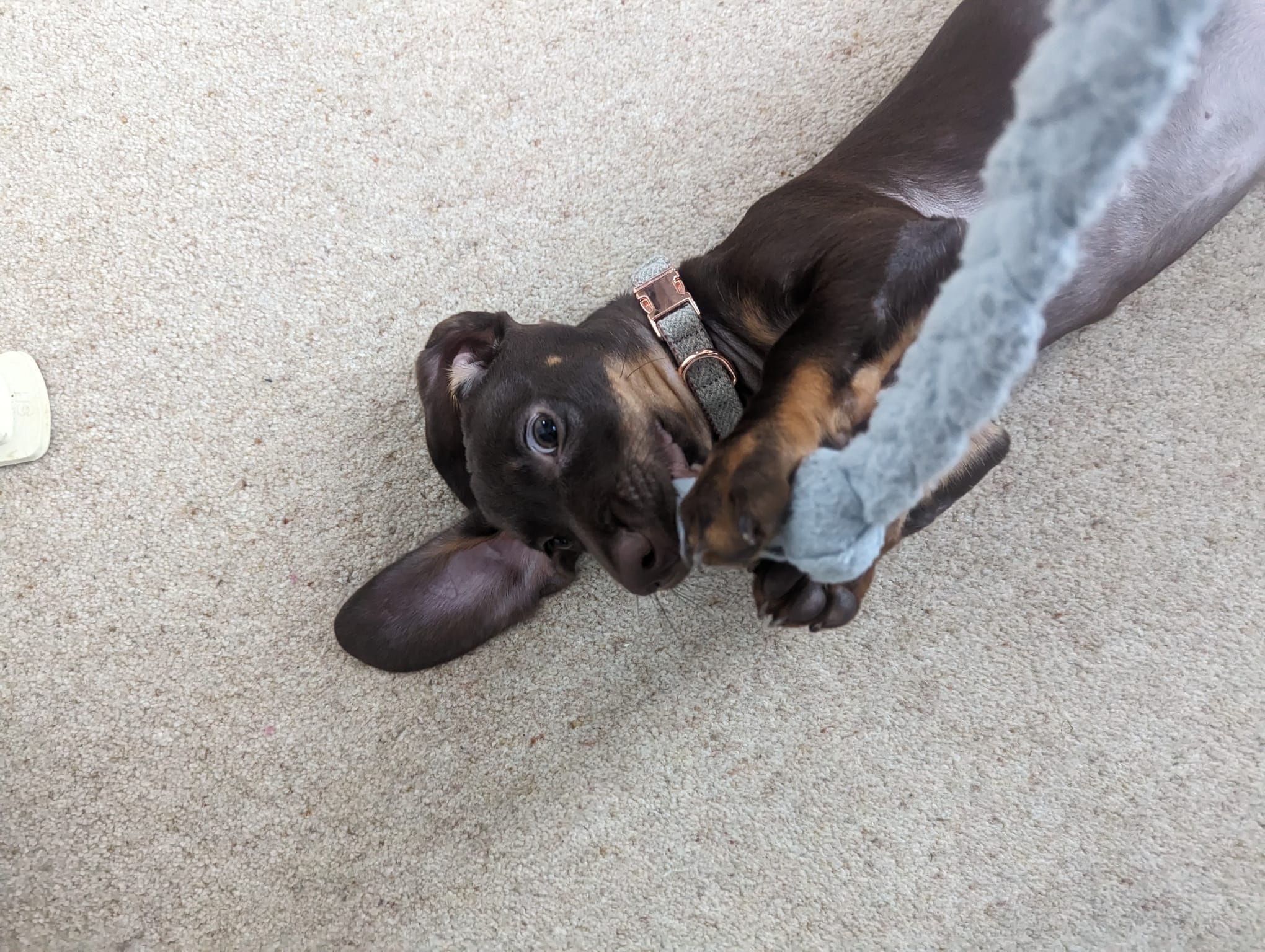 A brown Dachshund puppy laying on the floor playing with a grey tug toy